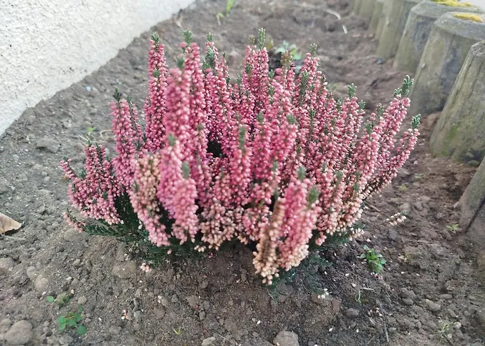 Design 2 - Apartment Altenstadt (Hessen)